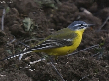 Blue headed yellow wagtail 
