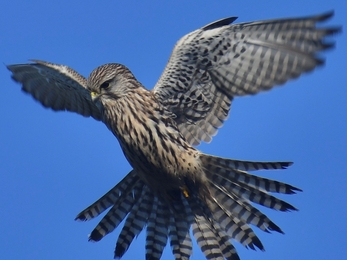 Female kestrel