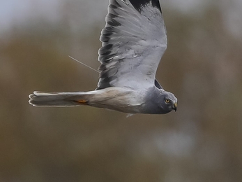 Hen harrier 