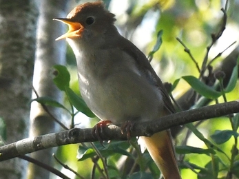 Nightingale singing