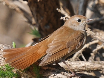 Nightingale startled