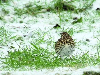 Song thrush on snowy grass