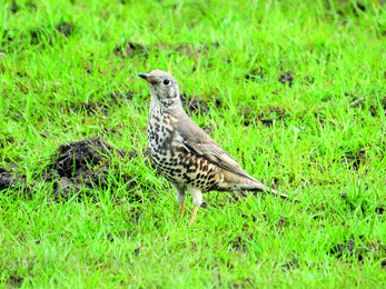 Mistle thrush in the grass