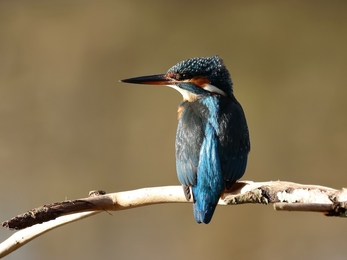 Kingfisher by Dave Jackson