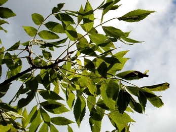 Ash Dieback 