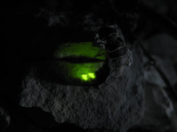 Glowing female glow-worm