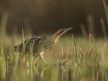 Bittern by Jamie Hall