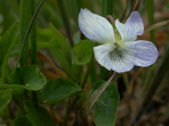 Fen violet Philip Precey