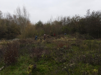 Volunteers coppicing