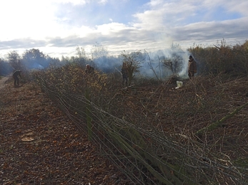 Laid hedge and bonfire at Summer Leys