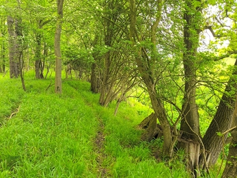 Bushrubs wood boundary and old coppice stool