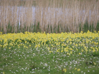 Meadow of yellow cowslips