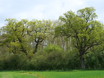 Lady Wood, Old oaks with planted poplars in the background