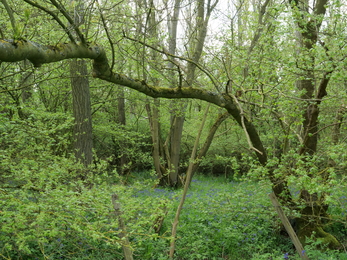 Lady Wood, old ash and field maple coppice stools, bluebells.