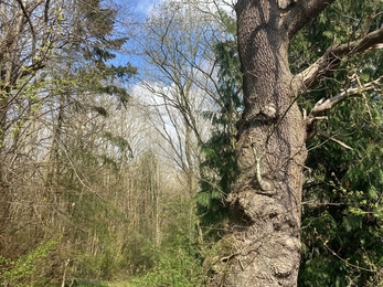 Bushrubs Wood old oak tree