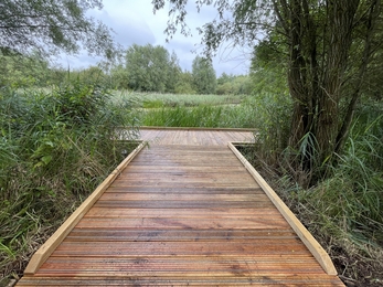 Photo of new pond dipping platform looking out on to pond