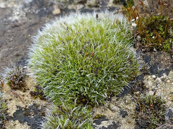 Grimmia pulvinata "Hedgehog moss", as it looks like it has green hedgehog spines.