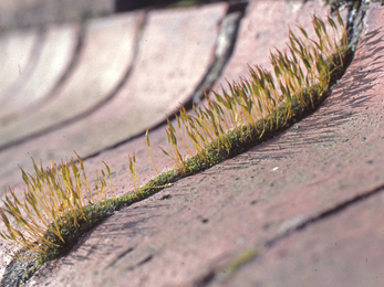 Tortula muralis "Wall screw-moss"