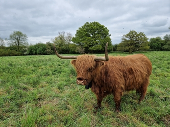 Highland cattle