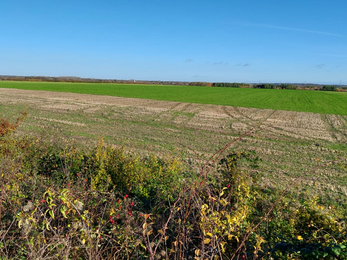 A field adjacent to Fleam Dyke, under a clear blue sky