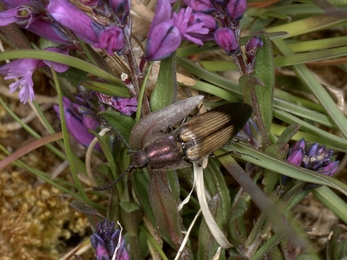 Click beetle - BE