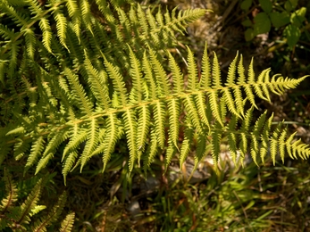 Lemon scented fern - BE