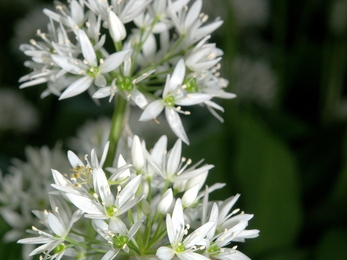 wild garlic - BE