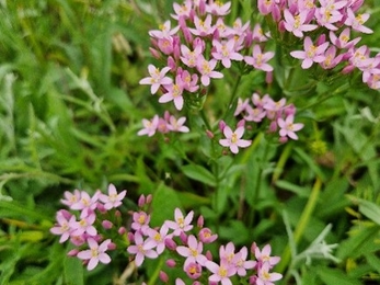 Common centaury