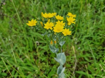 Yellow wort
