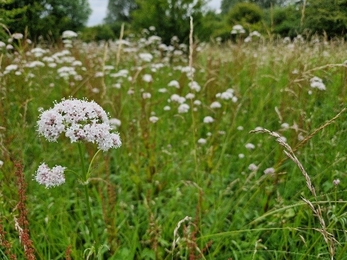 Common valarian