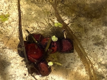 Cased Caddisfly larvae in a pond dipping tray