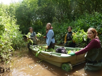 Team in waders in a river removing Himalayan Balsam