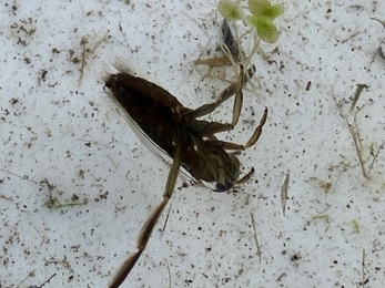 Water Boatman in a pond dipping tray