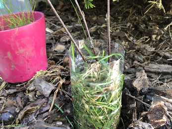 A plastic bottle with the top cut off, filled with grass and water, sticks poking out. 