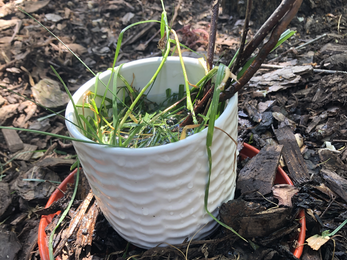 A white plant pot, filled with grass and water, sticks poking out. It stands in a plant pot tray filled with bark chips.