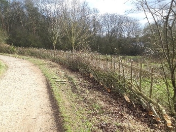After hedgelaying work