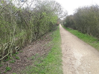 After thinning