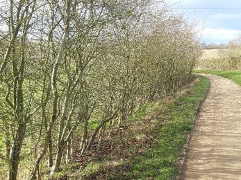 Before hedgelaying work