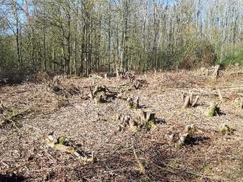 Grafham Scrub Management After