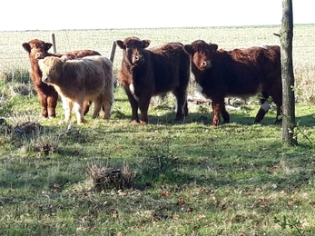 Grafham cows