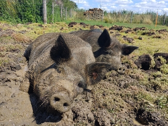 Lilbourne pigs 2