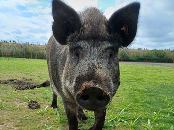 Lilbourne pig