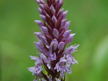 Orchid