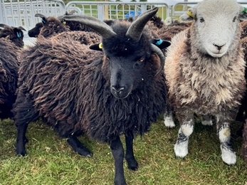 A flock of black and white sheep stand their ground