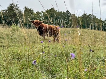 A ginger Highland cow stands in flowering grassland looking at the camera