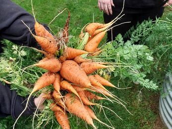 bunch of carrots