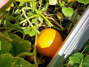 Squash in vegetable bed