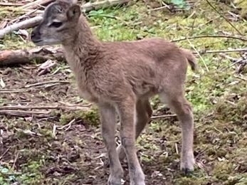 Mouflon lamb