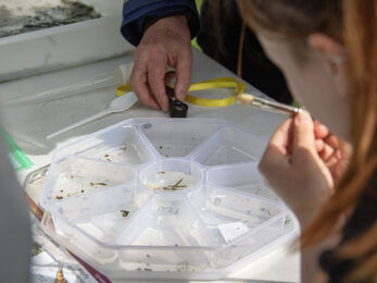 A segmented tray with small aquatic creatures in each section, with two people standing over it