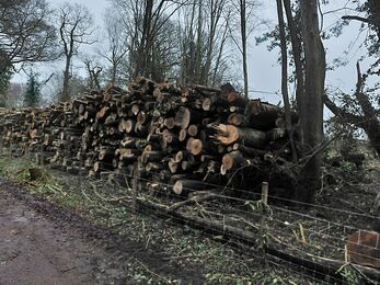 A stack of felled ash tree logs, in the middle of all of them, there is a circle of darker wood, indicating ash dieback disease. 